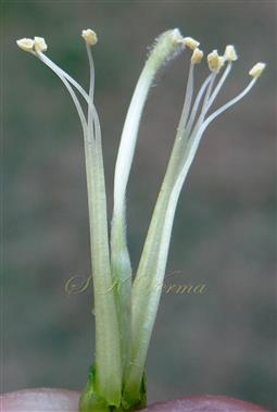  Stamens